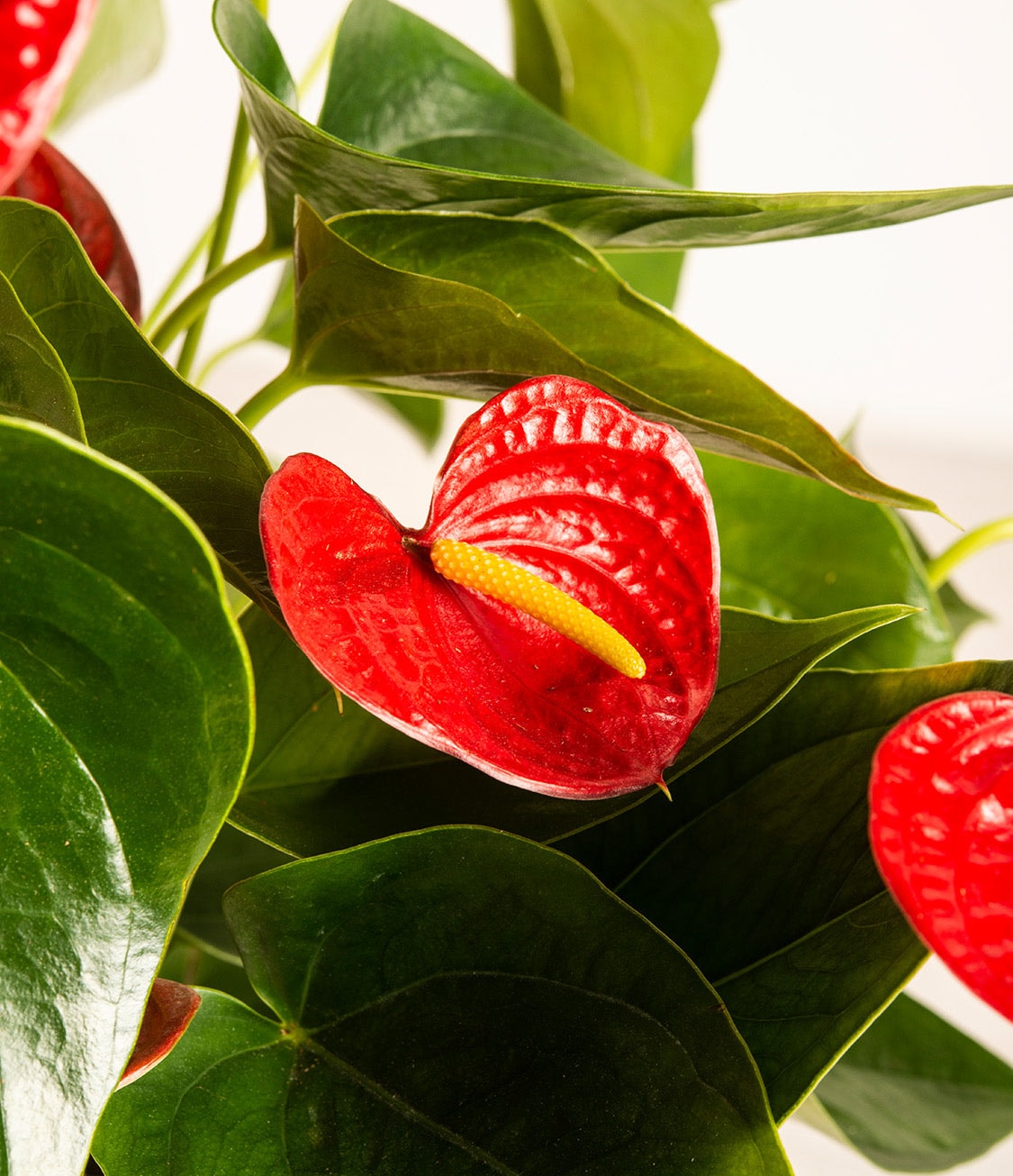 Anthurium